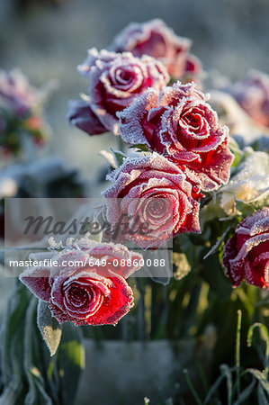 Close up of frost on red roses