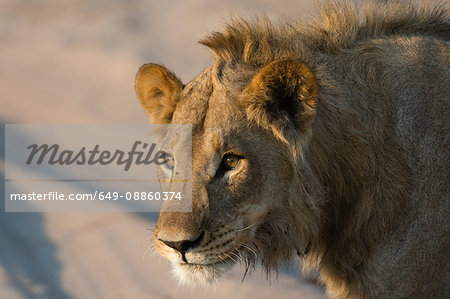 Lion (Panthera leo), Savuti marsh, Chobe National Park, Botswana