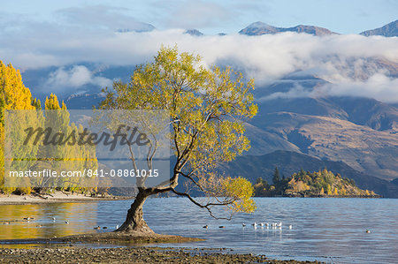 Lone willow tree growing at the edge of Lake Wanaka, autumn, Roys Bay, Wanaka, Queenstown-Lakes district, Otago, South Island, New Zealand, Pacific Lone willow tree growing at the edge of Lake Wanaka, autumn, Roys Bay, Wanaka, Queenstown-Lakes district, Otago, South Island, New Zealand, Pacific