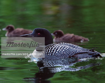 Common Loon (Gavia immer) in breeding plumage with two baby loon chicks in the background on a northwoods lake in Wisconsin.