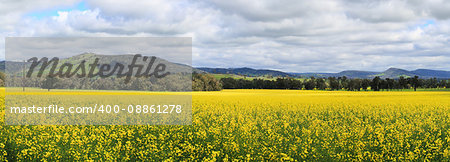 Beautiful views of Canola fields at Wattamondara.  Focus to foreground only