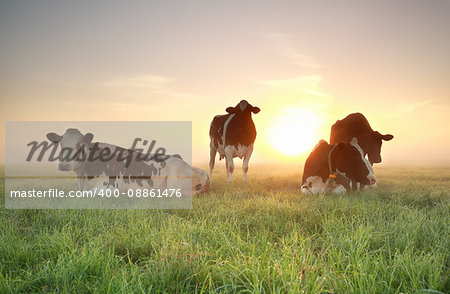 few cows on relaxed on pasture with sun behind and mist