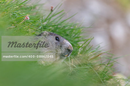 Alpine marmot (Marmota marmota) sticking out from a burrow. French Alps