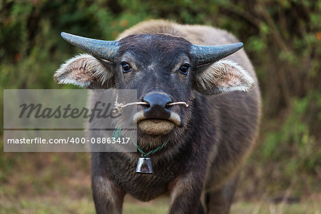 Bufallos of the Shan state in Myanmar