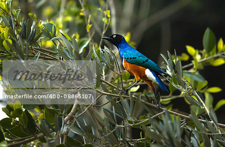 The Superb Starling (Lamprotornis superbus) is a member of the starling family of birds. It can commonly be found in East Africa, including Ethiopia, Somalia, Uganda, Kenya and Tanzania.