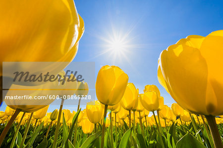 Yellow Tulips with Sun in Spring, Abbenes, North Holland, Netherlands