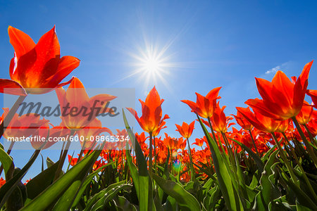 Red Tulips with Sun in Spring, Abbenes, North Holland, Netherlands