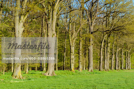 Oak Forest in Spring, Ornbau, Gunzenhausen, Weissenburg-Gunzenhausen, Bavaria, Germany