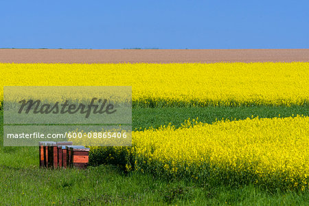 Bee Hives in Countryside with Canola Field in Spring, Birkenfeld, Franconia, Bavaria, Germany