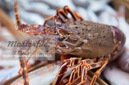 lobster on fishmarket