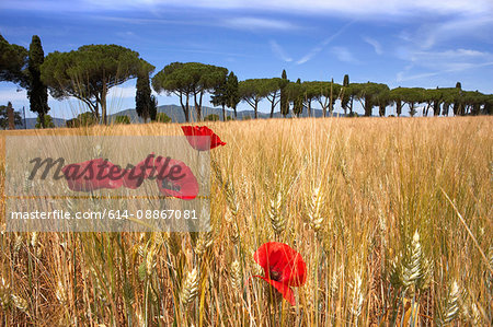 Maremma valley in summer