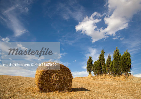 Tuscan landscape, hay bale, cypress tree