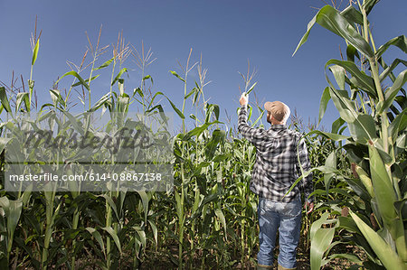 Farmer checking crop