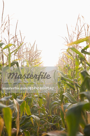Corn crop in mist