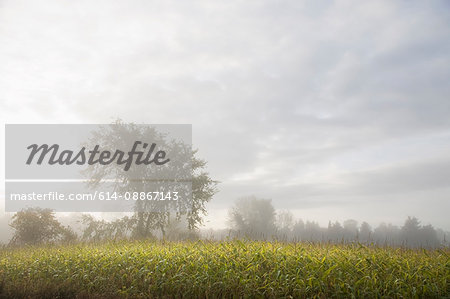 Misty corn field