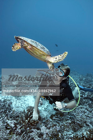 Diver swimming with hawksbill turtle