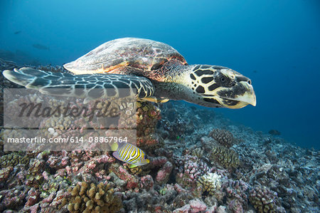 Hawksbill turtle swimming in coral