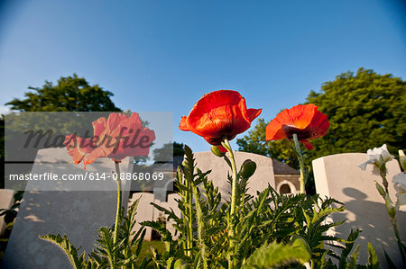 Close up of flowers growing on graves