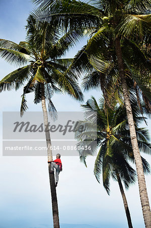 Man climbing tropical palm trees