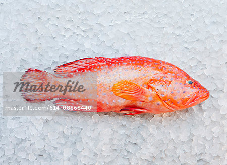 Close up of parrot fish on ice bed
