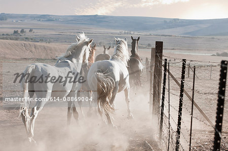Horses running in dusty pen