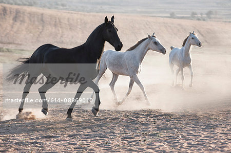 Horses running in dusty pen