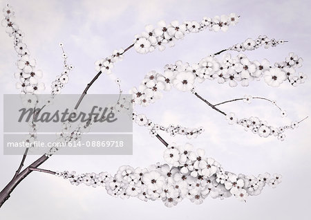 Illustration of white cherry blossoms