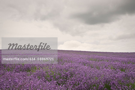 Field of purple flowers under cloudy sky