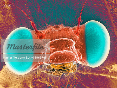 Scanning electron micrograph of a damselfly
