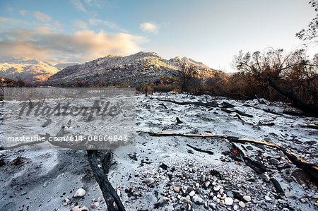 Bare trees and rocks in snowy field