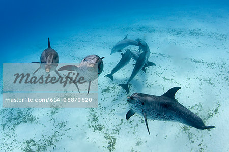 Dolphins swimming in tropical water