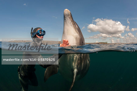 Diver scratching dolphin in water