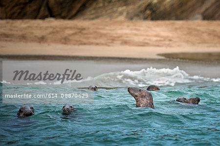 Seals emerging from water