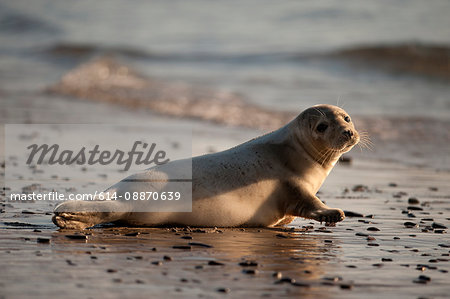Grey seal laying on beach