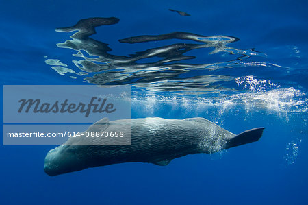 Sperm whale swimming underwater