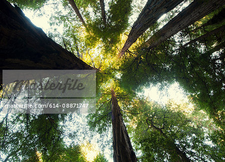 Giant Sequoia, California, USA