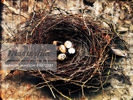 Birds nest with eggs