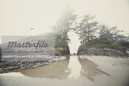 Rocks and trees on foggy beach, Tofino, Vancouver Island, Canada