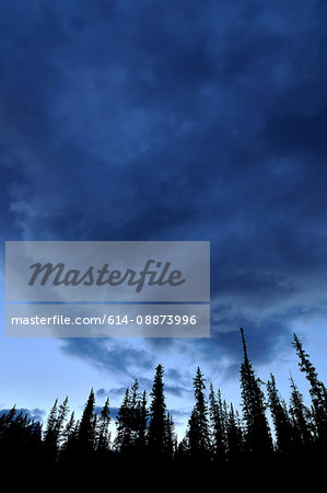 Cloudy sky and trees in silhouette, Silverhorn Creek, Banff National Park, Alberta, Canada