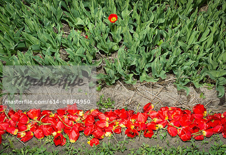 Discarded cut tulips, Egmond, Netherlands