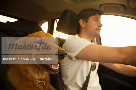 Dog beside man driving car