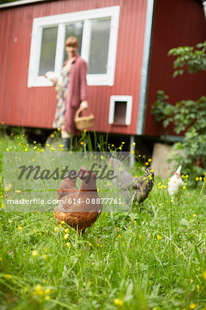 Field with free range hens and woman