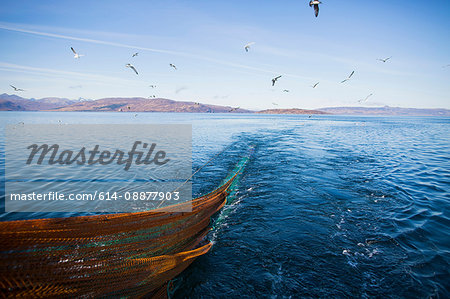 Seagulls following trawler, Isle of Skye, Scotland