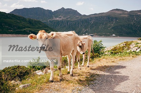 Cows by lake and mountain range looking at camera, Partenen, Vorarlberg, Austria