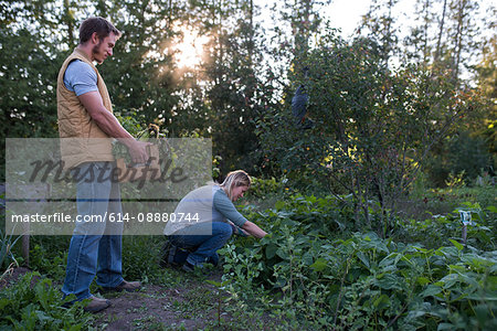 Woman picking crops on farm, man holding crate of crops
