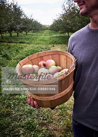 Mid section of man holding bucket of freshly picked apples