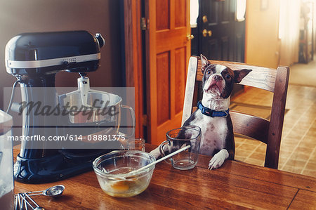 Dog sitting at table, food mixer and baking equipment on table