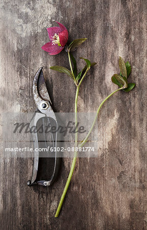 Secateurs and flower on wooden background