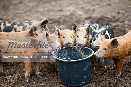 Pigs standing by bucket