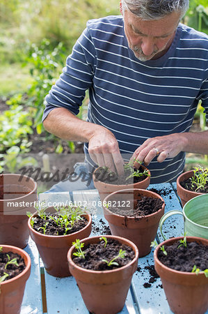 Man planting seedlings in pots